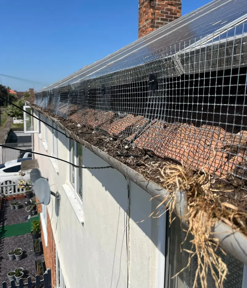 Gutter under solar panels and bird mesh, choked with grass and debris